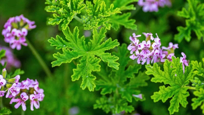 CITRONELLA GERANIUM - 8 INCH ANNUAL from Delukes Gardencenter