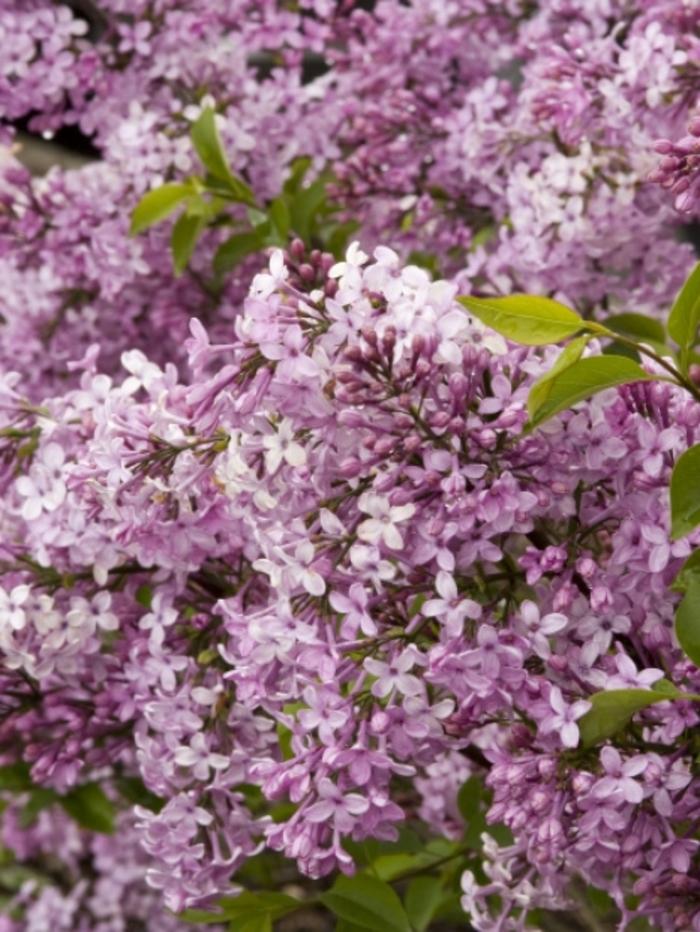 Lilac - Syringa Lilac 'Little Darling' from Delukes Gardencenter