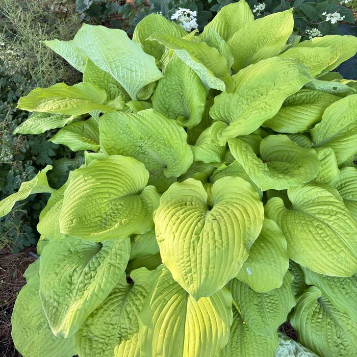 Shadowland® 'Coast to Coast' - Hosta (Hosta, Plantain Lily) from Delukes Gardencenter