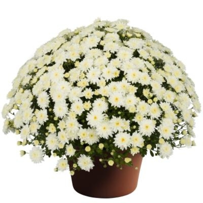 Katie White Garden Mum - Chrysanthemum from Delukes Gardencenter