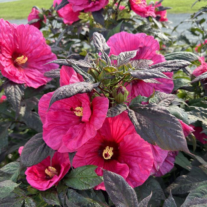 Summerific® 'Evening Rose' - Hibiscus (Rose Mallow) from Delukes Gardencenter