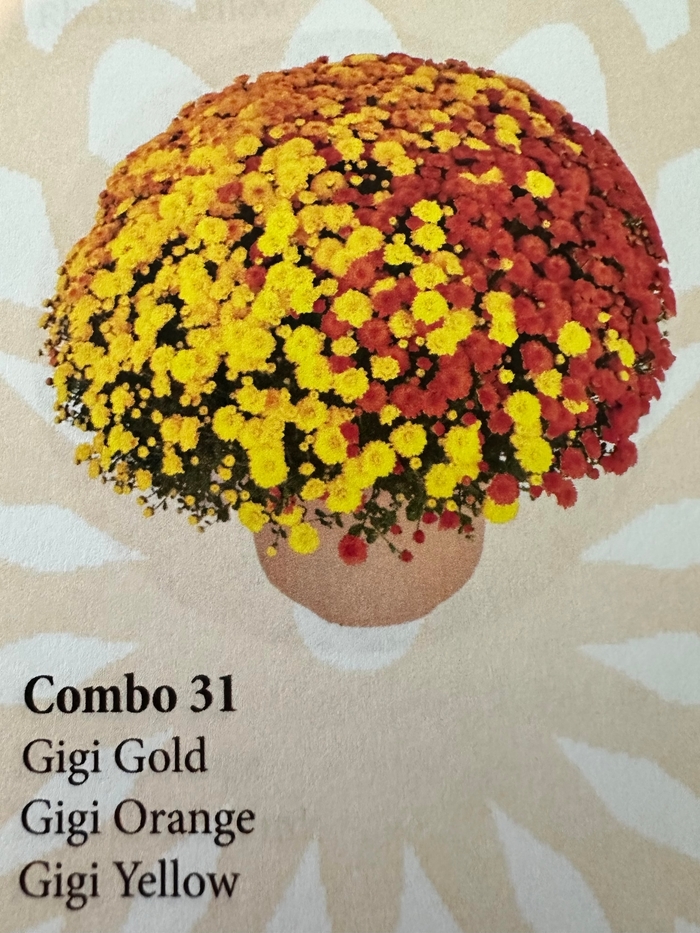 Garden Mum - COMBO 30 from Delukes Gardencenter
