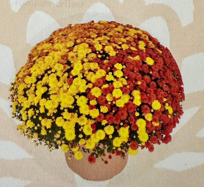 10 BASKET - GARDEN MUM from Delukes Gardencenter