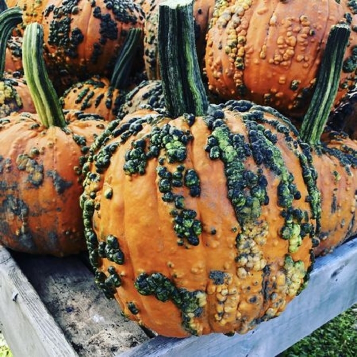 Warty Goblin - MEDIUM from Delukes Gardencenter