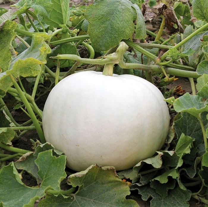 CRYSTAL WHITE PUMPKIN - SMALL from Delukes Gardencenter