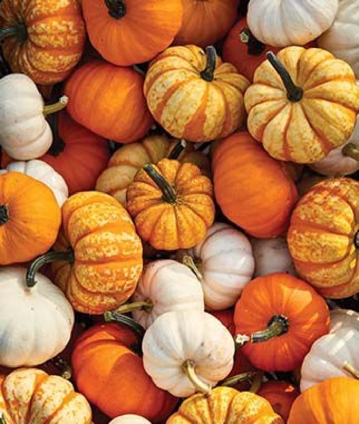 MINI PUMPKINS - SMALL from Delukes Gardencenter