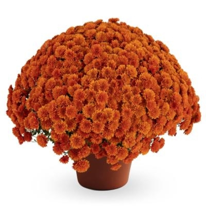 DORTHY BRONZE - Chrysanthemum x morifolium from Delukes Gardencenter