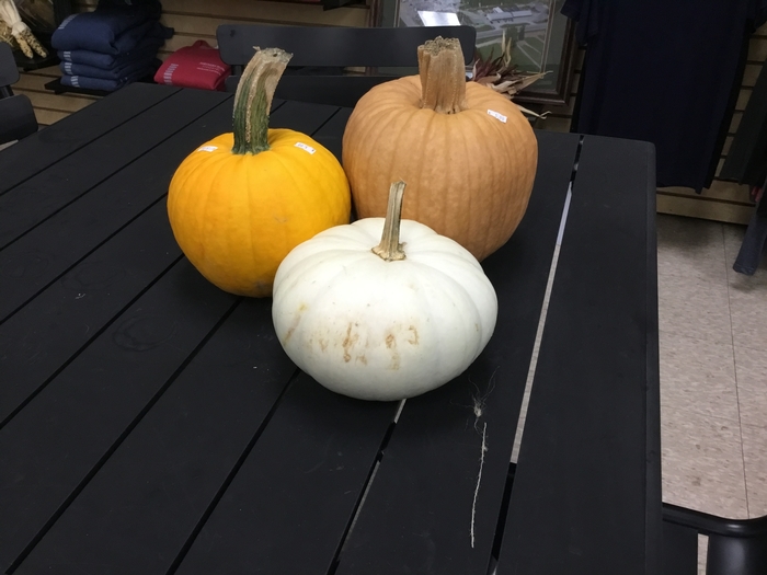 PUMPKIN MIXED COLORED - SMALL from Delukes Gardencenter