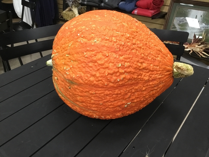 ORANGE BUMPY - LARGE from Delukes Gardencenter