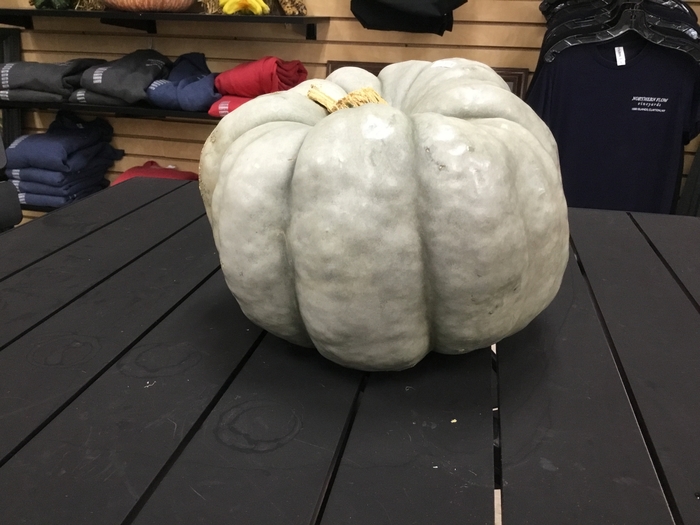 BLUE GREEN GOBLIN - PUMPKIN from Delukes Gardencenter