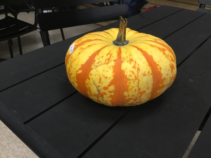BLAZE ORANGE - PUMPKIN from Delukes Gardencenter