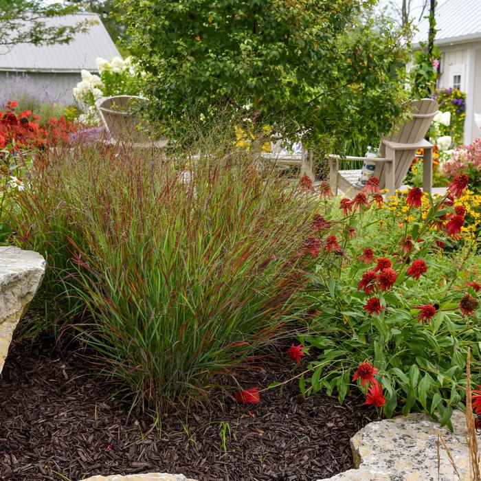 Prairie Winds® 'Cheyenne Sky' - Panicum virgatum (Red Switch Grass) from Delukes Gardencenter