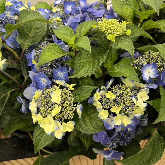 'Pop Star&reg;' Bigleaf Hydrangea - Hydrangea macrophylla from Delukes Gardencenter
