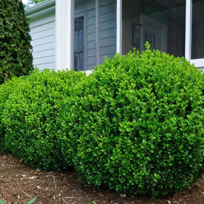 'NewGen Freedom&reg;' - Buxus (Boxwood) from Delukes Gardencenter