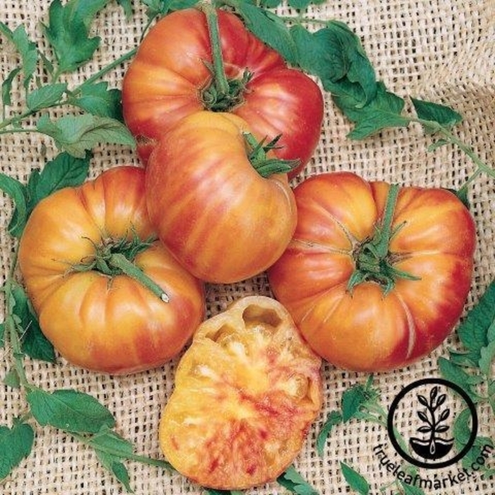 Tomato - Heirloom Rainbow from Delukes Gardencenter