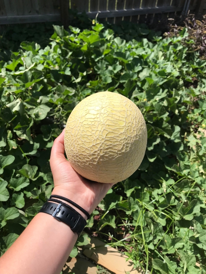 SUGAR CUBE MELON - Personal Sized from Delukes Gardencenter