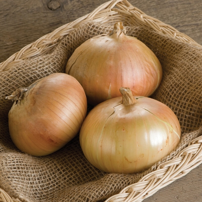 'Candy' Onion - Onion from Delukes Gardencenter