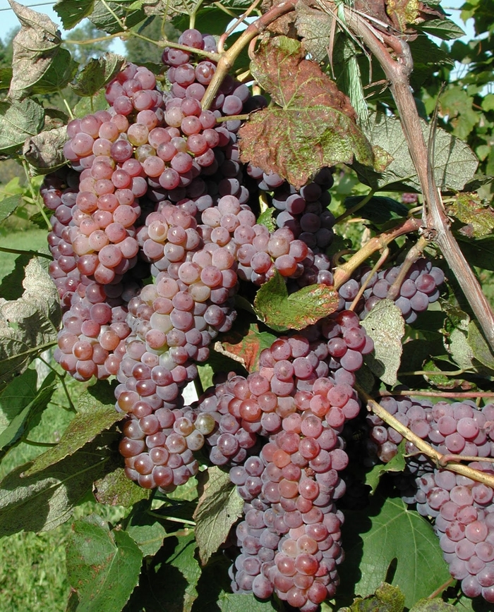 Lakemont Red Grapes - Seedless Grapes from Delukes Gardencenter