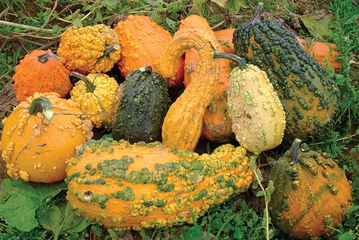 Lunch Lady Gourds - Ornamental Gourd from Delukes Gardencenter