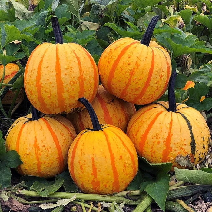 Fireball Pumpkins - Pumpkin from Delukes Gardencenter