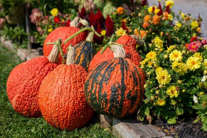 Warty Sunset - Pumpkins from Delukes Gardencenter