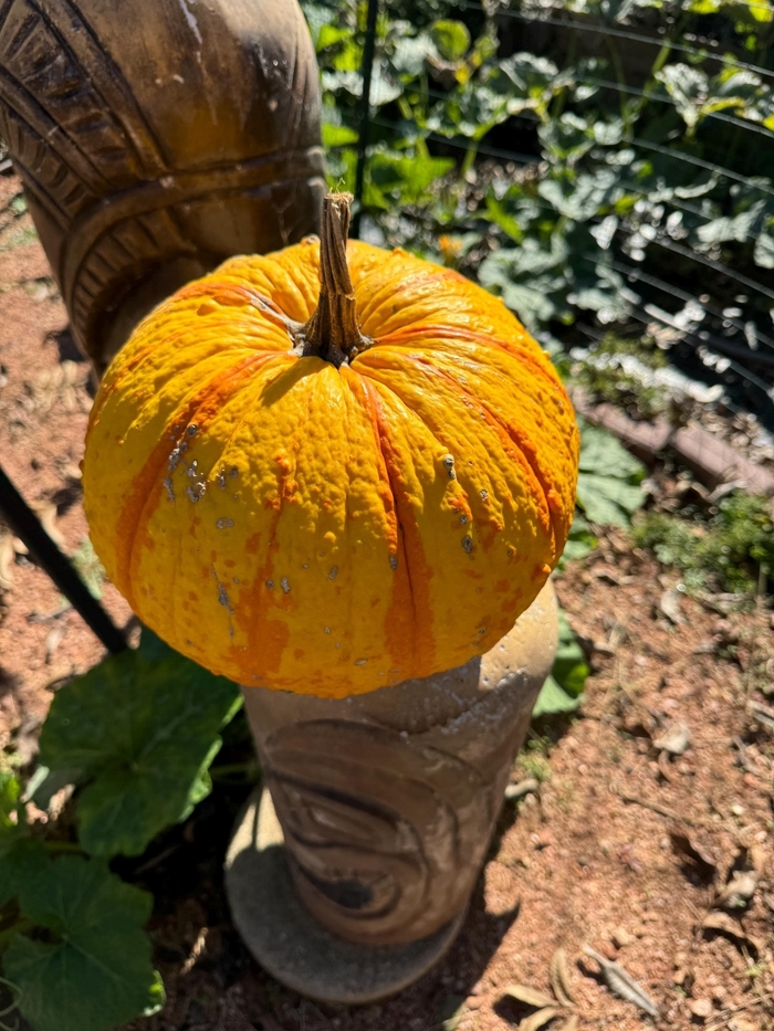 Warty Gnome - Pumpkins from Delukes Gardencenter