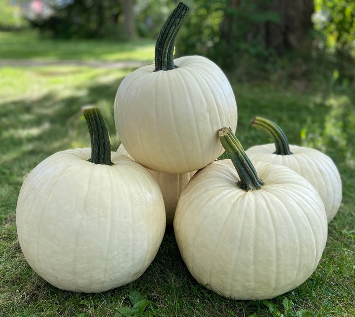 Abominable - Pumpkins from Delukes Gardencenter