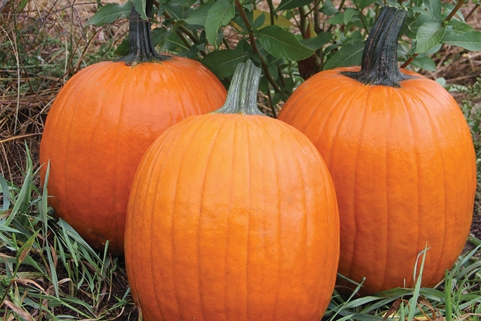 Large Orange - Pumpkins from Delukes Gardencenter