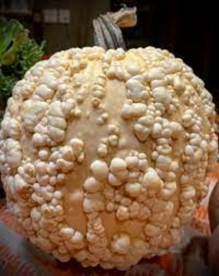 Popcorn - Pumpkins from Delukes Gardencenter