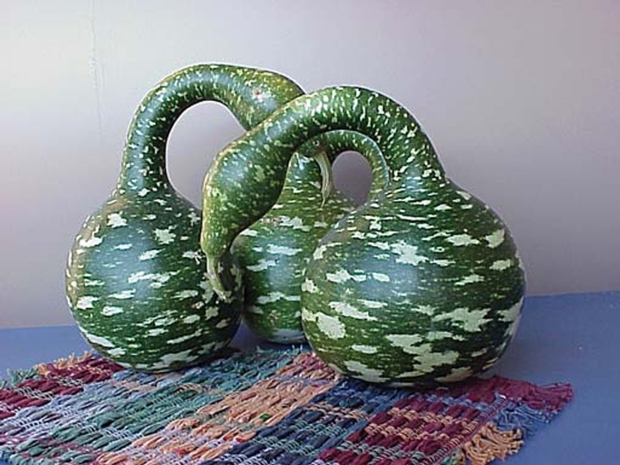 Goose Gourd - Gourd from Delukes Gardencenter