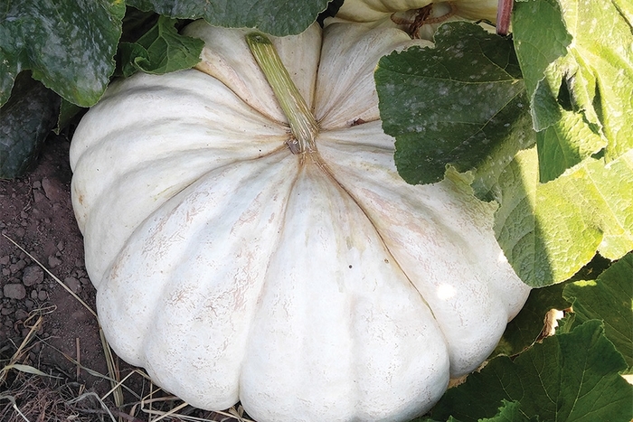 White Stacker - Pumpkins from Delukes Gardencenter