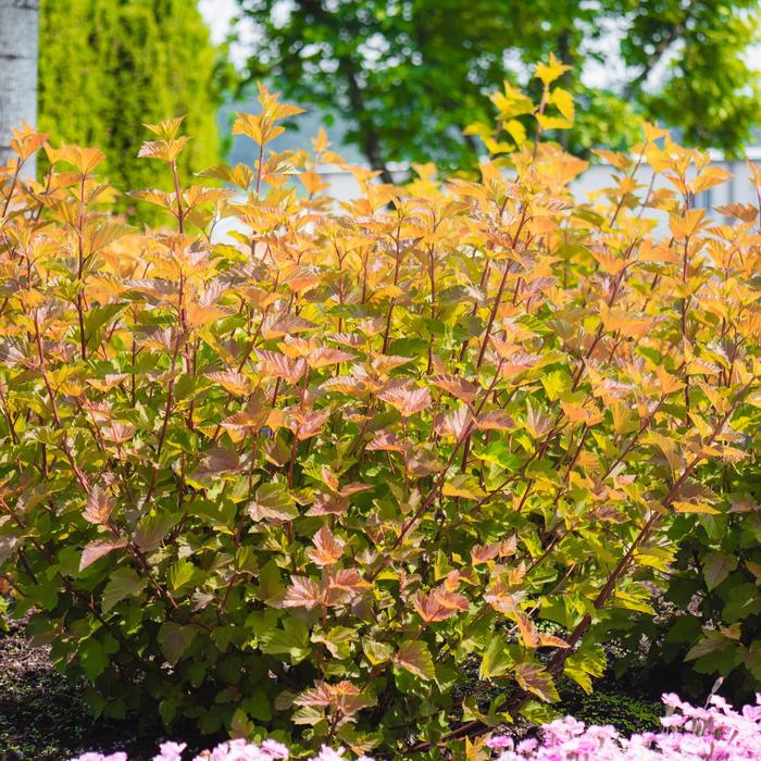 Savannah Sunset&trade; - Physocarpus opulifolius from Delukes Gardencenter