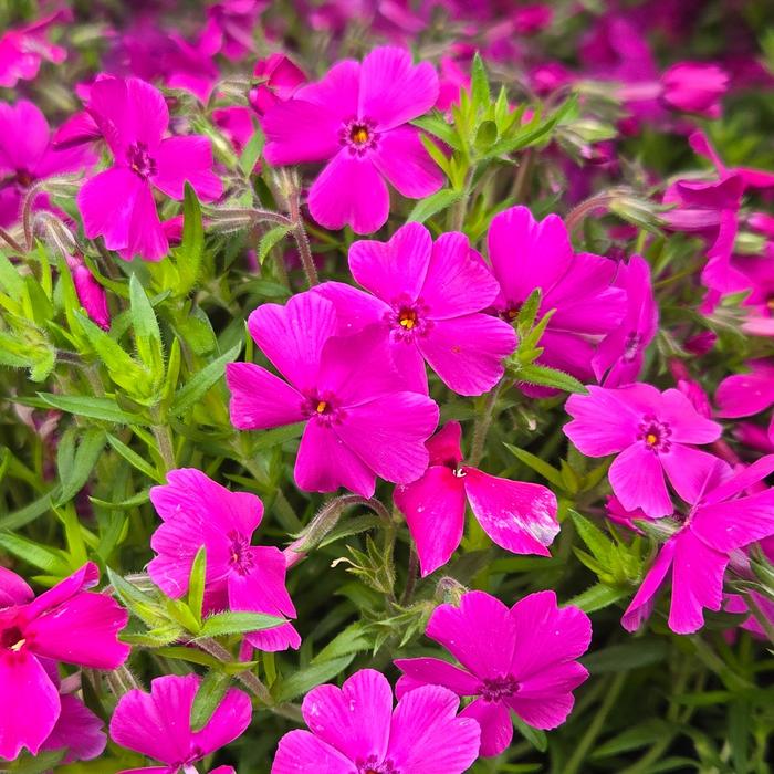 'Spring Hot Pink' Moss Phlox - Phlox subulata from Delukes Gardencenter