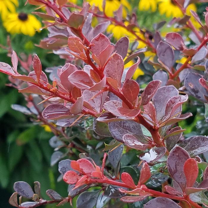 Worry free&reg; 'Crimson Cutie&reg;' - Berberis (Barberry) from Delukes Gardencenter