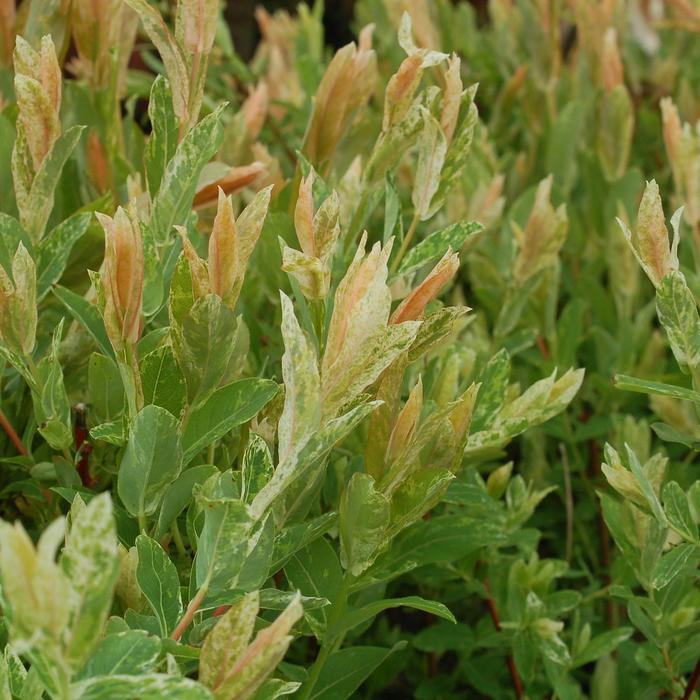 'Hakuro-Nishiki' Dappled Willow - Salix integra from Delukes Gardencenter