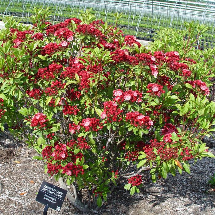 'Raspberry Glow' Mountain Laurel - Kalmia latifolia from Delukes Gardencenter
