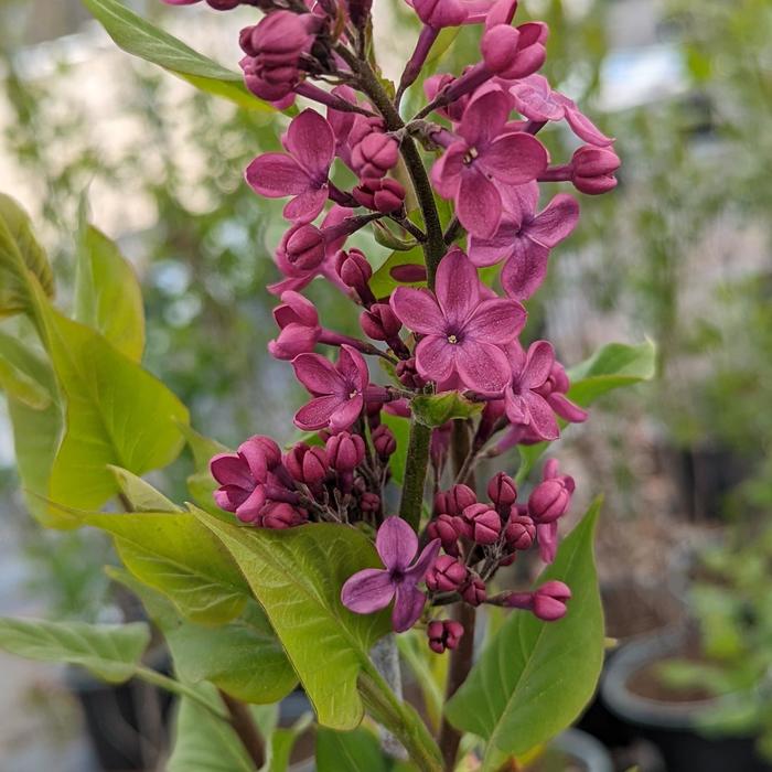 'Declaration' Lilac - Syringa from Delukes Gardencenter
