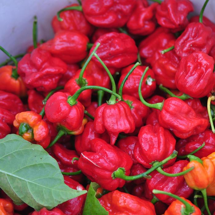 'Trinidad Scorpion' Peppers - Hot Pepper from Delukes Gardencenter