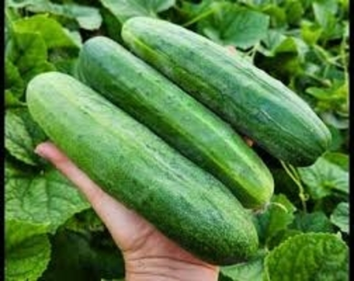 CUCUMBER - RAIDER from Delukes Gardencenter