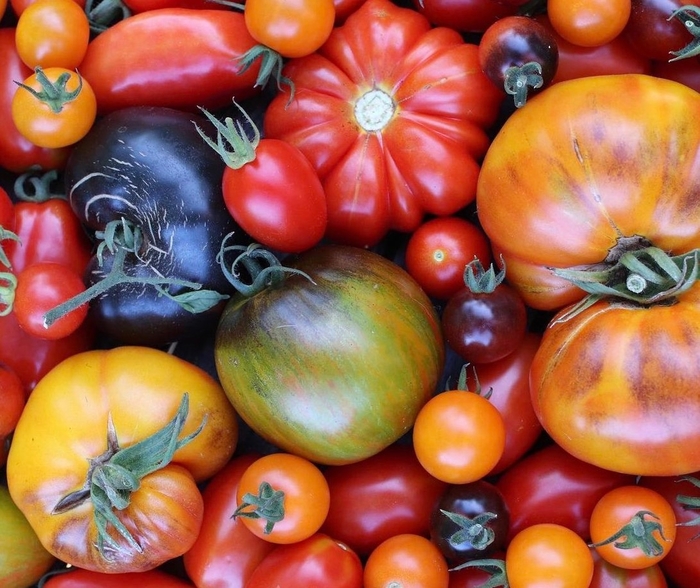Tomatoes - Various Varieties from Delukes Gardencenter