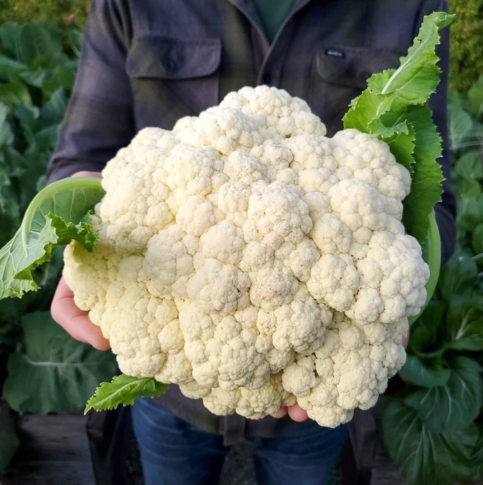 Cauliflower - Various Varieties from Delukes Gardencenter