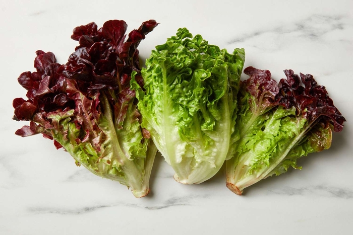 Lettuce - Various Varieties from Delukes Gardencenter