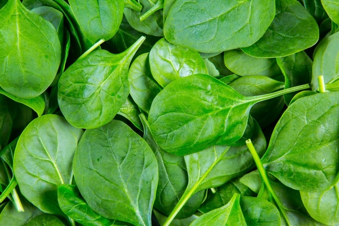 Spinach - Various Varieties from Delukes Gardencenter