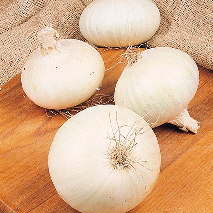 White Onion - from Delukes Gardencenter
