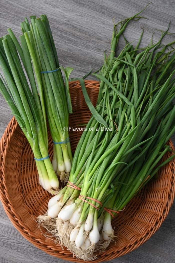 SPRING ONIONS - SCALLIONS from Delukes Gardencenter