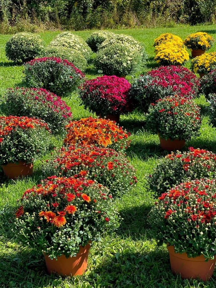 10 Inch Tricolor Mums - Garden Mums from Delukes Gardencenter