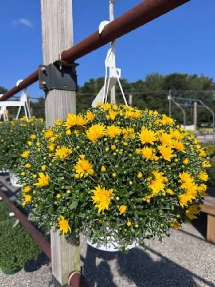 10 Inch Hanging Mums - Garden Mums from Delukes Gardencenter