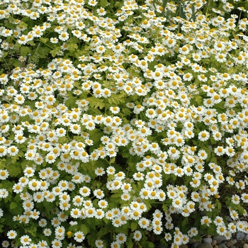 Matricaria recutita - German Chamomile