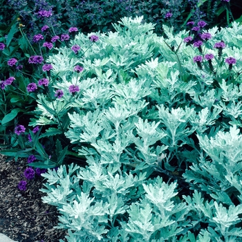 Artemisia schmidtiana - 'Nana' Silver Mound Artemisia schmidtiana - 'Nana' Silver Mound
