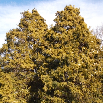 Chamaecyparis pisifera - 'Filifera Aurea' Japanese Falsecypress
